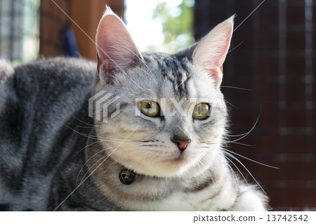 Cat Cat 13742542