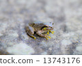 一隻青蛙 13743176