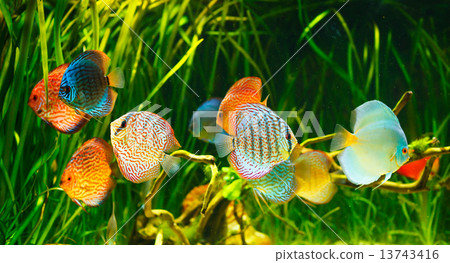 Symphysodon discus Symphysodon discus 13743416