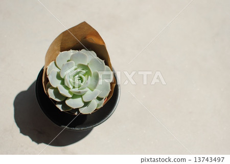 Ekebelia Ekebelia 13743497