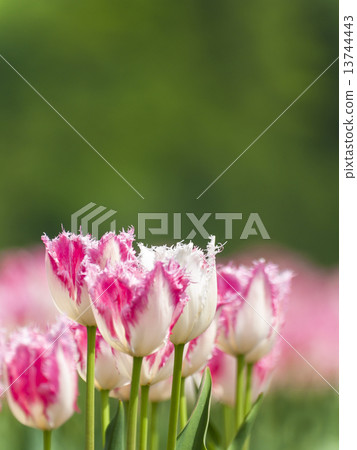 鬱金香（垂直·粉紅色·白色） 13744443