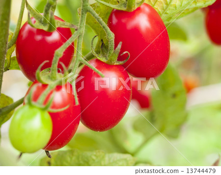 櫻桃西紅柿 櫻桃西紅柿 13744479