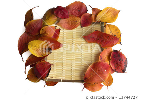 Saber and fallen leaves 13744727