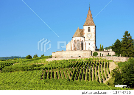 church with vineyard, Hunawihr, Alsace, France 13744736