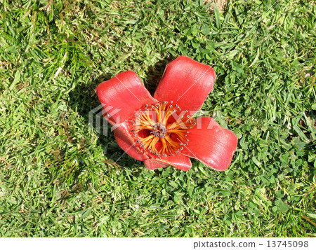 Tel Aviv Begin Park fallen Bombax ceiba 2007 Tel Aviv Begin Park fallen Bombax ceiba 2007 13745098