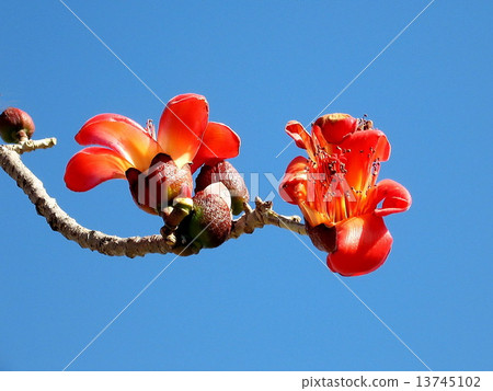 Tel Aviv Begin Park Two Bombax ceiba flowers 2007 13745102