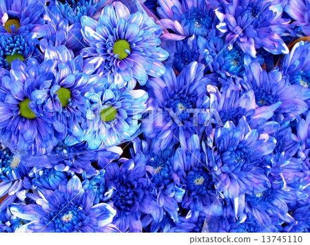 Tel Aviv blue asters on bazaar 2012 13745110