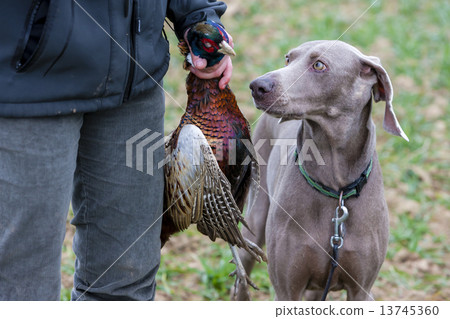 hunter with a dog at hunt 13745360