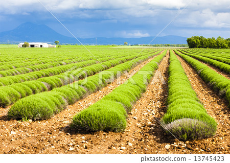 lavender field, Plateau de Valensole, Provence, France 13745423