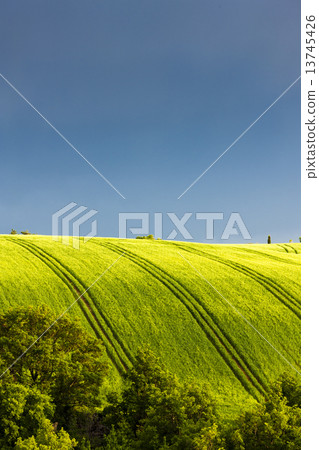 spring field with trees, Plateau de Valensole, Provence, France spring field with trees, Plateau de Valensole, Provence, France 13745426