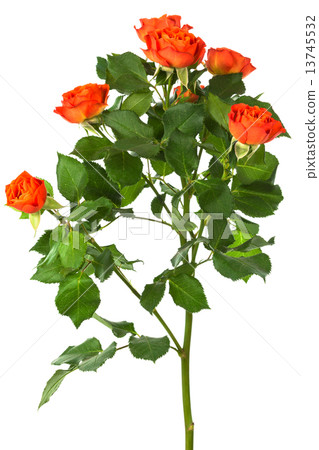 beautiful branch of roses 13745532