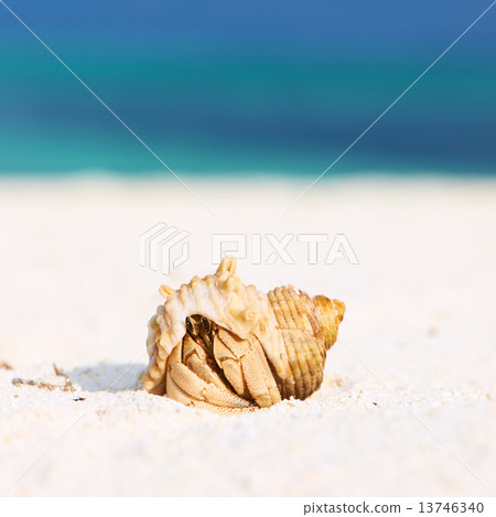 Hermit crab at beach 13746340