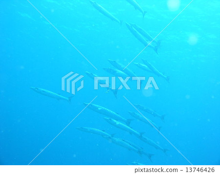 一群梭魚 一群梭魚 13746426