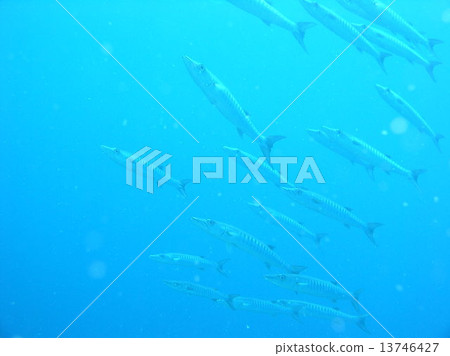 A group of barracudas A group of barracudas 13746427