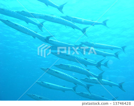 A group of barracudas A group of barracudas 13746428