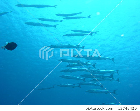 A group of barracudas A group of barracudas 13746429
