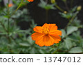 花 13747012