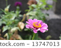 花 13747013