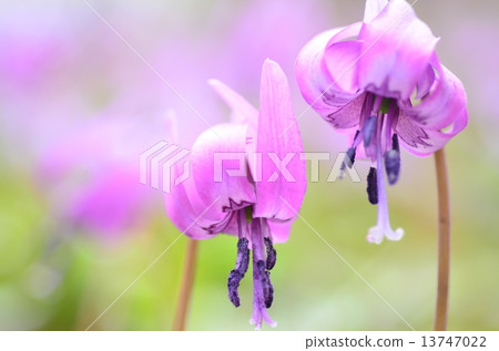 Katakuri (Mishima Town, Fukushima Prefecture) 13747022