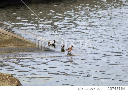 Harbor and seabird 2 13747164