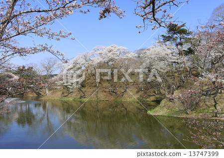 在Kamegaguchi公園的櫻花 13747399
