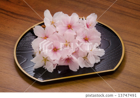 櫻花 13747491