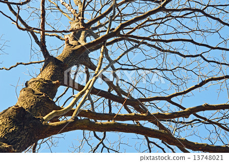 水木（水木） 13748021