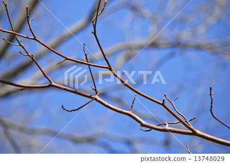 水木（水木） 13748029