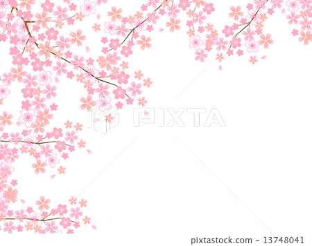 Cherry blossom background 13748041