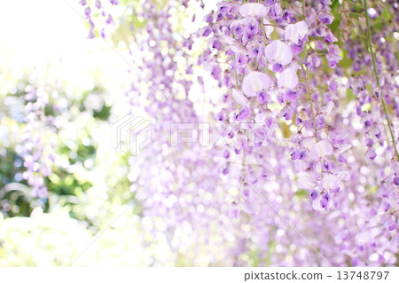 Wisteria trellis Wisteria trellis 13748797