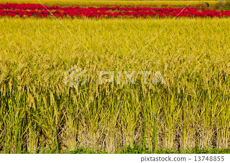 Rice field Rice field 13748855
