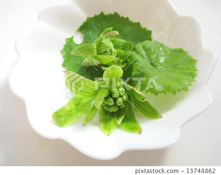 Flower and leaves of spring taste sweet sake Flower and leaves of spring taste sweet sake 13748862