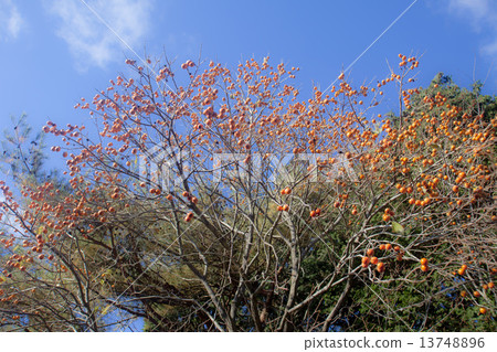 Persimmon tree Persimmon tree 13748896