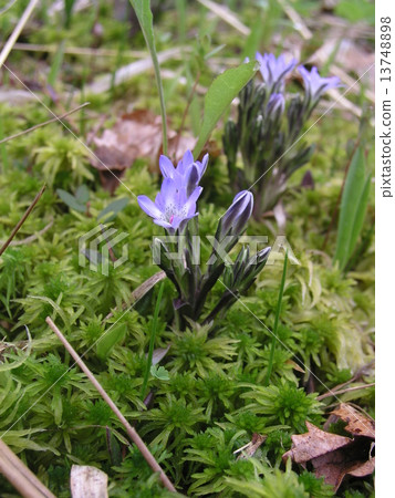 Tateyama Gentian Tateyama Gentian 13748898