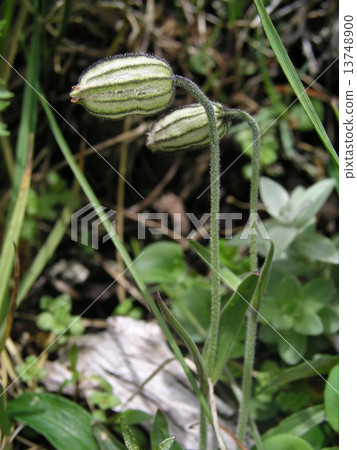 Takane Mantema Takane Mantema 13748900