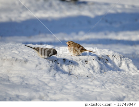 Wild bird Wild bird 13749047