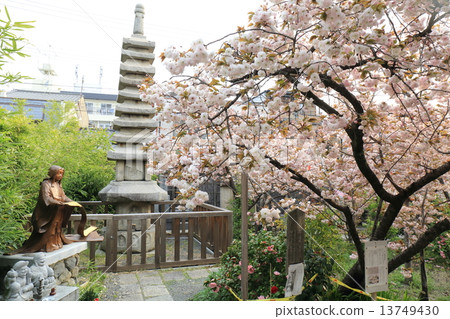 京都春天的Senbon Renmakudo Fumogatari大象櫻桃 13749430