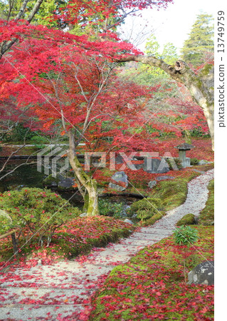 Shogakuin Rikuomiya Oshaya in Kyoto Autumn Shogakuin Rikuomiya Oshaya in Kyoto Autumn 13749759