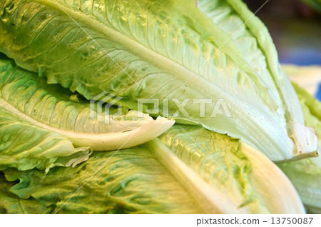 Green leaves of lettuce on market Green leaves of lettuce on market 13750087