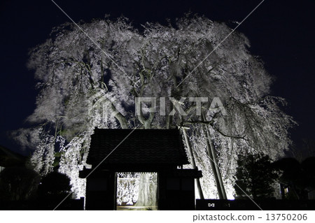Canopy trees of Izumi Temple 2 13750206