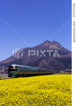 Kiha 71 series limited express "Yufuin no Mori" running back in the spring Yufu-dake Kiha 71 series limited express "Yufuin no Mori" running back in the spring Yufu-dake 13750356