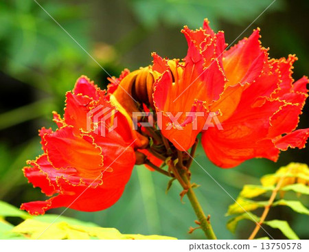 Kaenbok花像燃燒 Kaenbok花像燃燒 13750578