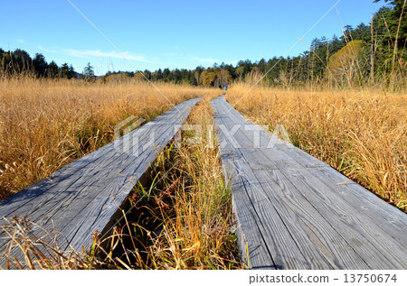 Oi River Marsh and Flow Road in Autumn 13750674