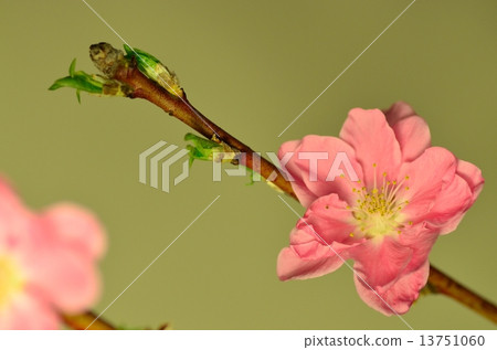  Peach blossoms 13751060