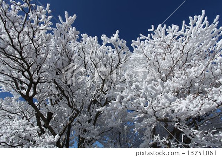 Winter coral 13751061