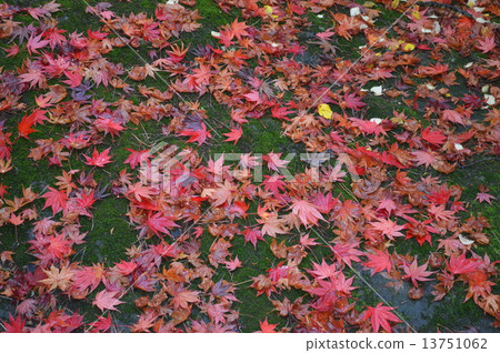 Autumn leaves fallen leaves 13751062