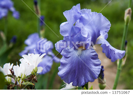 Ayame Ayame 13751067