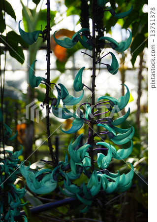 Honeysuckle 13751378