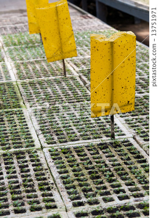 plant is grown in the greenhouse 13751971