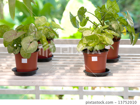 indoor plants in flowerpots indoor plants in flowerpots 13752010